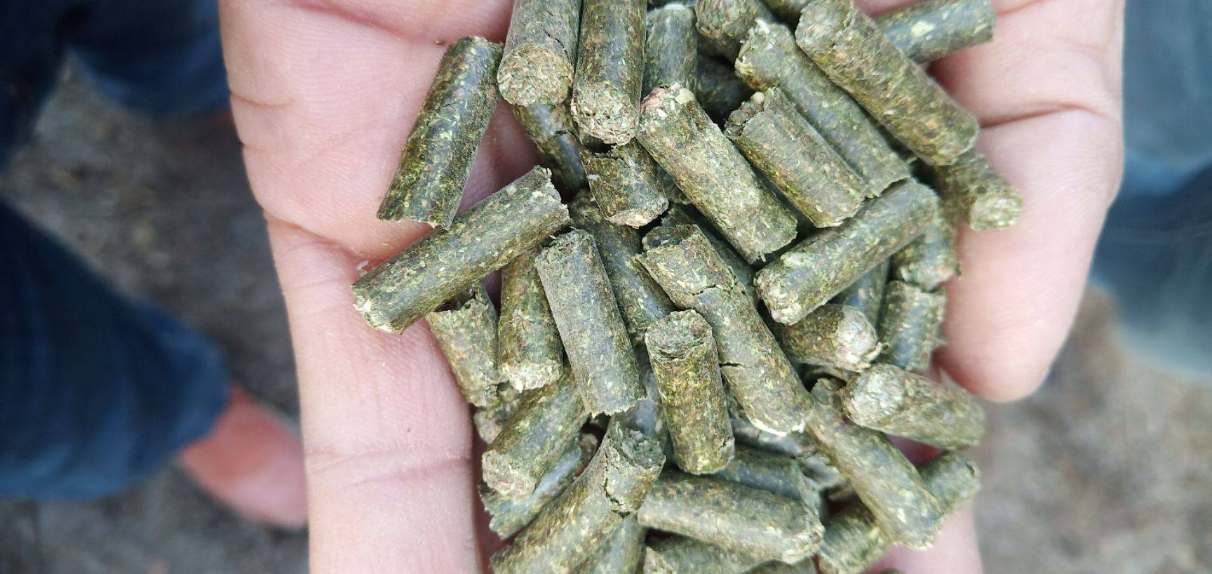 豆粕玉米价格持续回调，养猪成本下降后盈利还远吗？